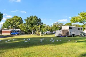 cockatoos, grass camping